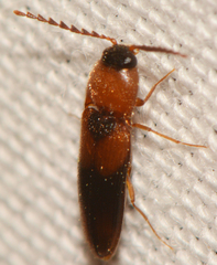 Ampedus areolatus