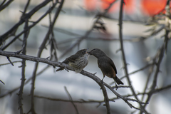 Pyrocephalus rubinus obscurus