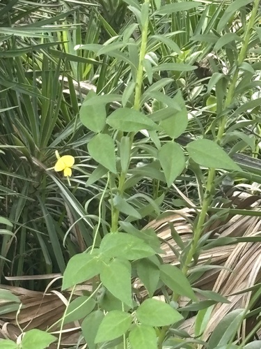 Vigna luteola, photograph 3