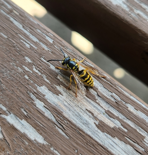 Downy Yellowjacket