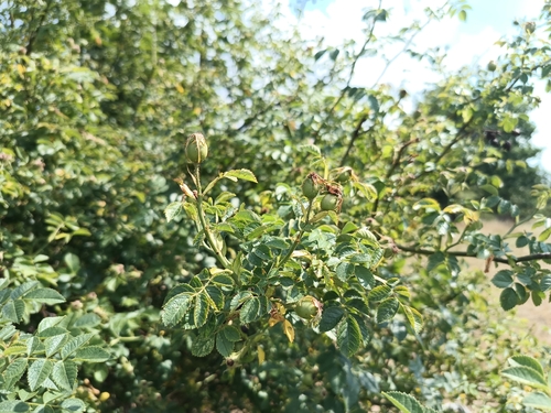 Rosa micrantha, photograph 5