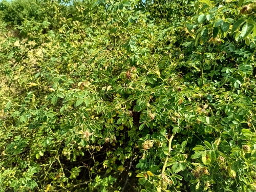 Rosa micrantha, photograph 6