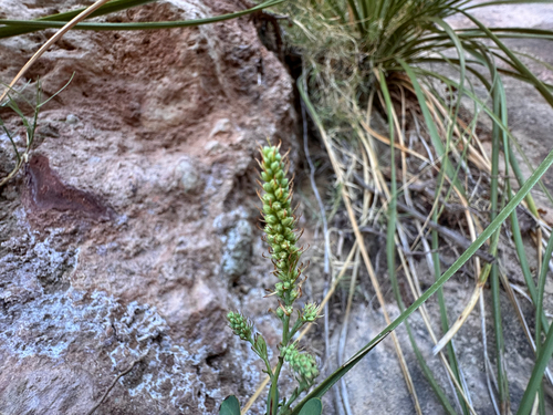 Petrophytum caespitosum, photograph 6