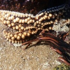 Meyenaster gelatinosus
