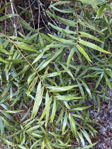 Acacia confusa observed 2026-09-10