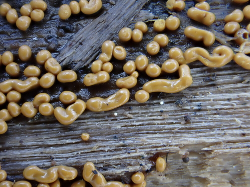 Trichia varia