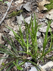 Carex arctata