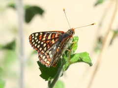 Euphydryas chalcedona corralensis