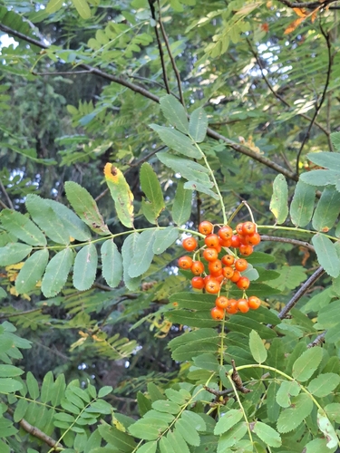 European mountain ash