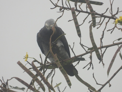 Timneh Parrot