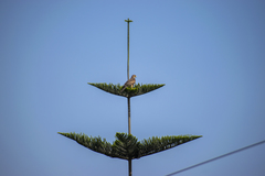 Parabuteo unicinctus