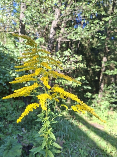 Canada goldenrod