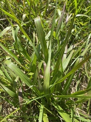 Tripsacum dactyloides