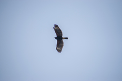 Parabuteo unicinctus