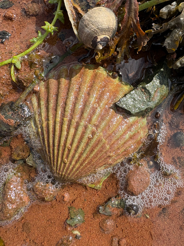 Atlantic Bay Scallop