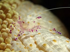 Ancylomenes sarasvati