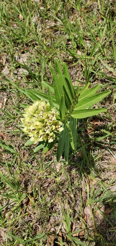 Asclepias viridis image
