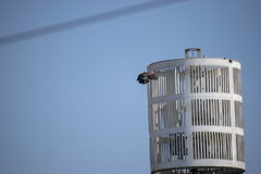 Parabuteo unicinctus