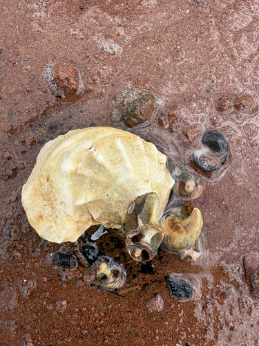Eastern Oyster