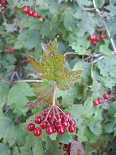 guelder-rose