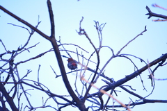 Haemorhous mexicanus