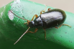 Gonodera luperus