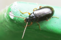 Gonodera luperus