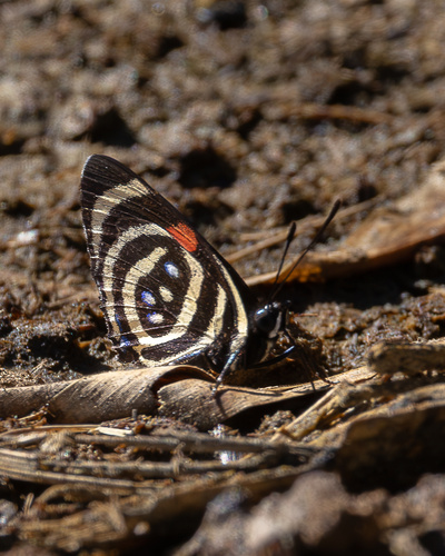 Hydaspes Eighty-Eight