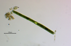 Desmidiaceae