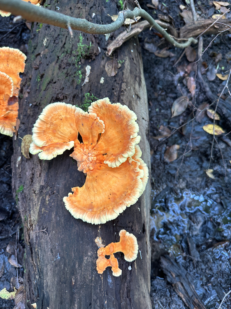 chicken of the woods · September 2026 · photo: Photo: (c) Peter Quakenbush, some rights reserved (CC BY) · iNaturalist