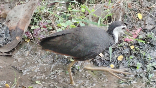 White-breasted Waterhen