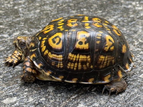 Eastern Box Turtle