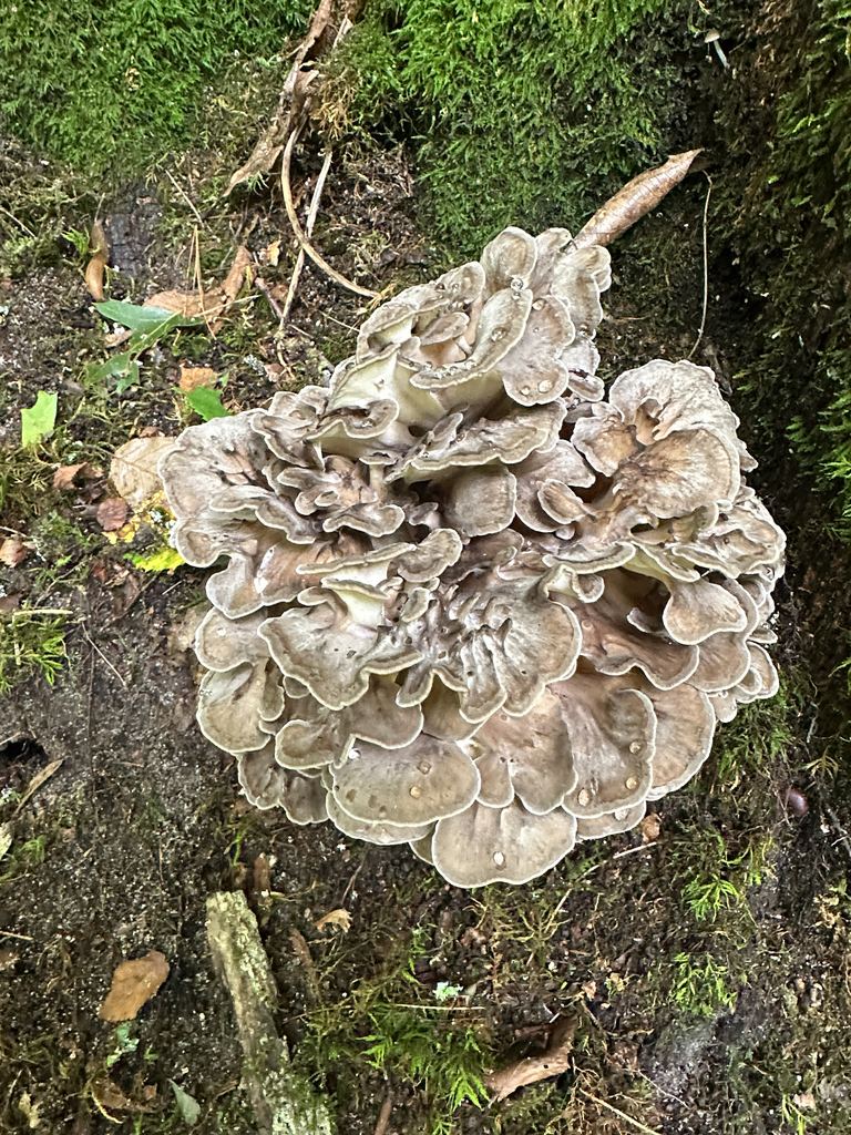hen of the woods · September 2026 · photo: Photo: (c) Peter Quakenbush, some rights reserved (CC BY) · iNaturalist