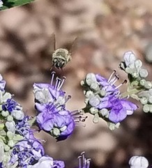 Anthophora