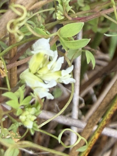 Ceratocapnos claviculata, photograph 3