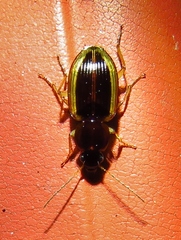 Agonum pallipes