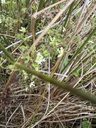 Ceratocapnos claviculata, photograph 4