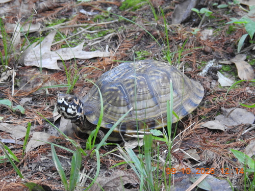 Three-toed Box Turtle
