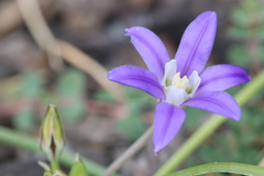 Brodiaea terrestris kernensis