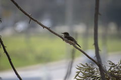 Pyrocephalus rubinus