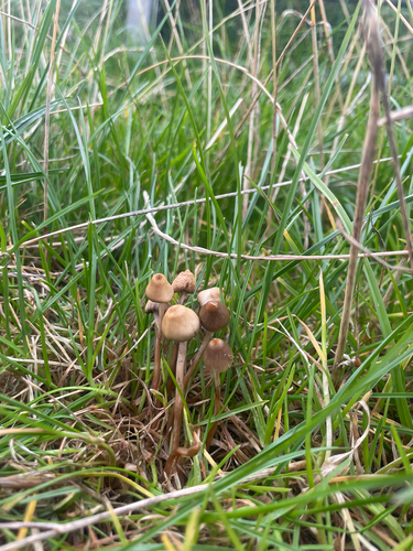 Liberty Cap