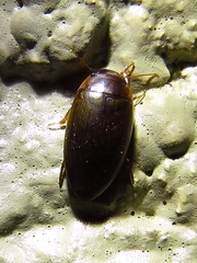 Copelatus chevrolati