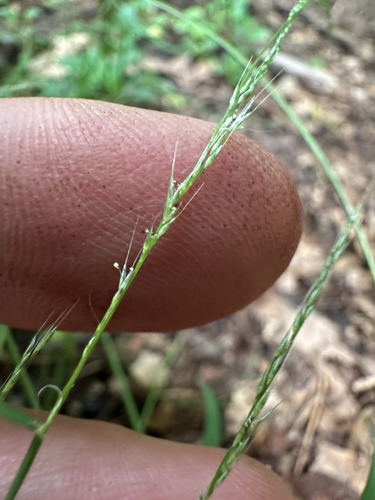 Muhlenbergia schreberi, photograph 4