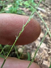 Muhlenbergia schreberi, photograph (c) Peter Quakenbush, some rights reserved (CC BY)