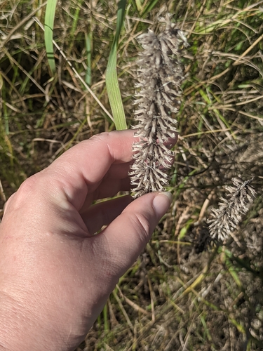 Dracocephalum thymiflorum, photograph 3