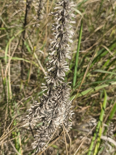 Dracocephalum thymiflorum, photograph 5