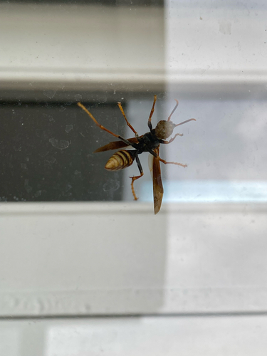 Polistes cavapytiformis