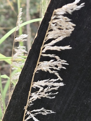 Muhlenbergia emersleyi, photograph 5