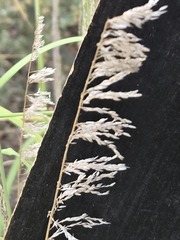 Muhlenbergia emersleyi, photograph (c) Jo Roberts, some rights reserved (CC BY)