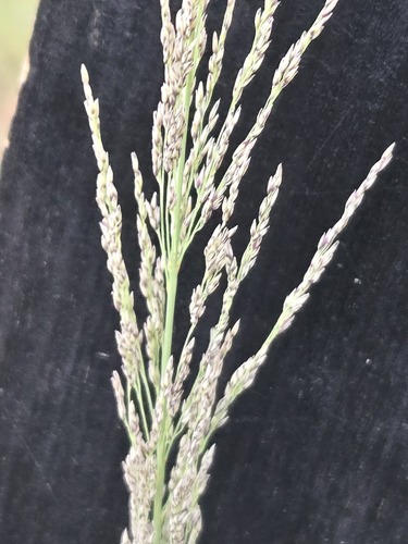 Muhlenbergia emersleyi, photograph 6